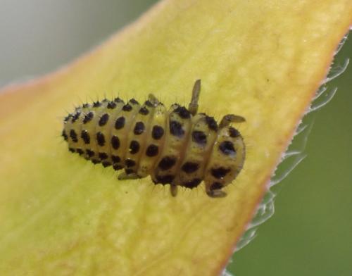Réf. 347 721 : Psyllobora vigintiduopunctata